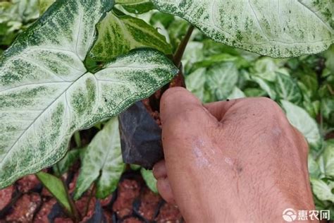 合果芋 風水|合果芋的风水作用 家里养合果芋好吗